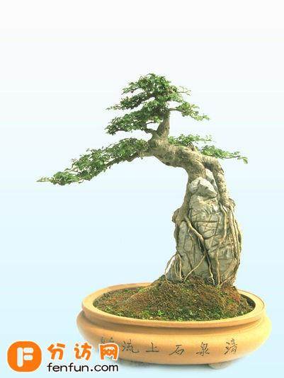 为什么盆景投资还需谨慎