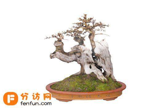 投资盆景罗汉松要放长线钓大鱼