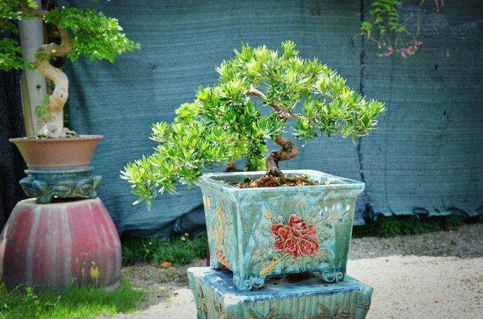 第五届中国盆景学术研讨会召开 国内盆景投资渐