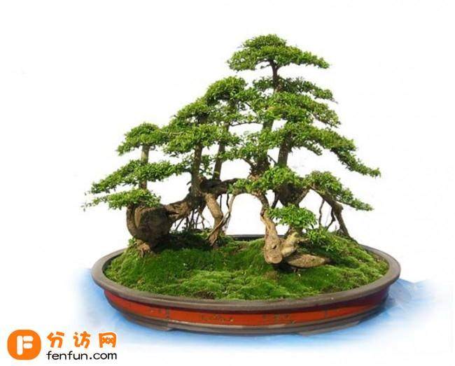 阳泉盆景植物园建设工程总投资1.5亿元