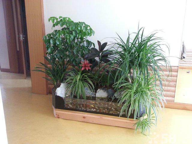5000元投资香味植物盆景店 钱景广阔