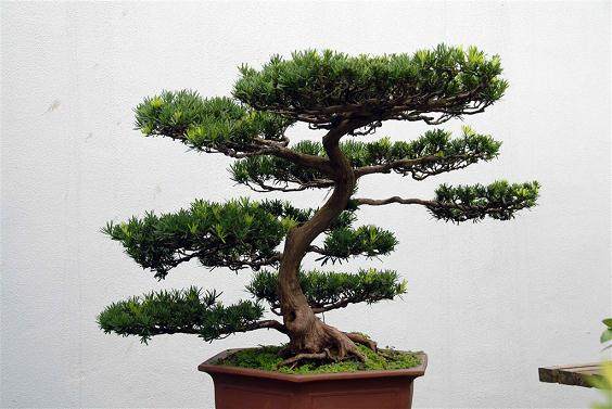 老板娘发告示归还盆景 既往不咎