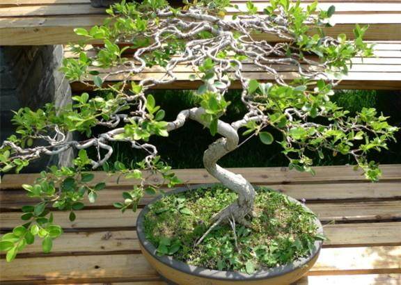 2013扬州国际盆景大会开幕式上的致辞