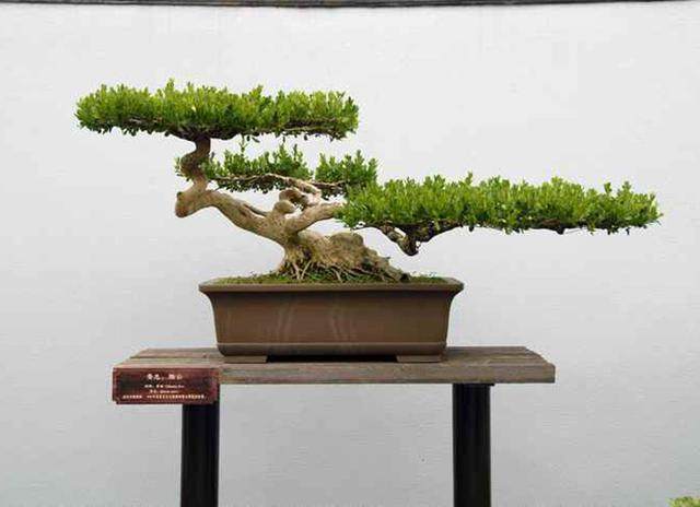 扬派盆景交流又多新平台