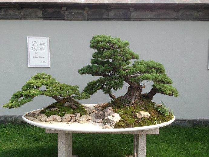 扬派盆景要独树一帜 保留中国的文化艺术价值