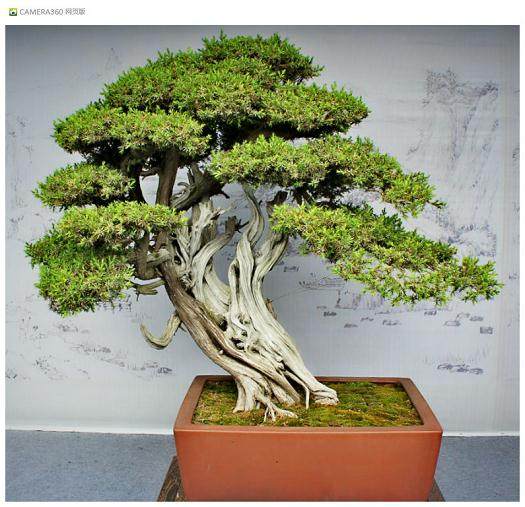 第八届中国盆景展上 泰州扬派盆景夺得一金