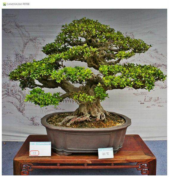 66园艺大师仅用15分钟制作扬派盆景