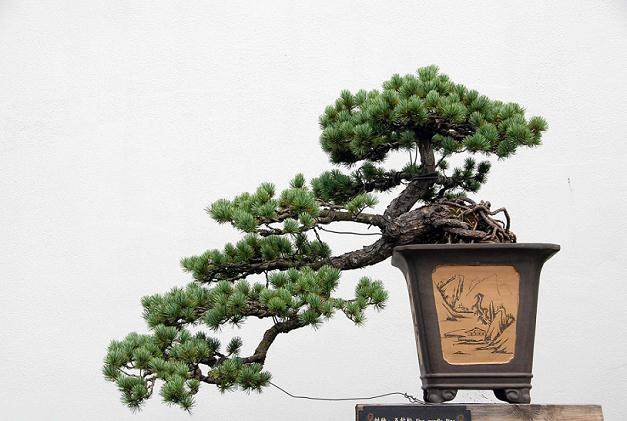 微电影扬州开拍 讲述扬派盆景大师父子的故事