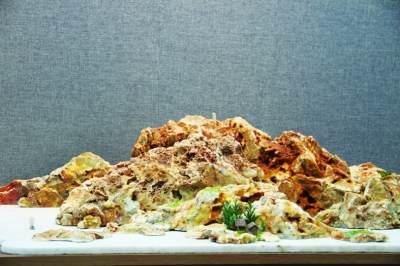 张泽民砚式盆景艺术展正式亮相扬州