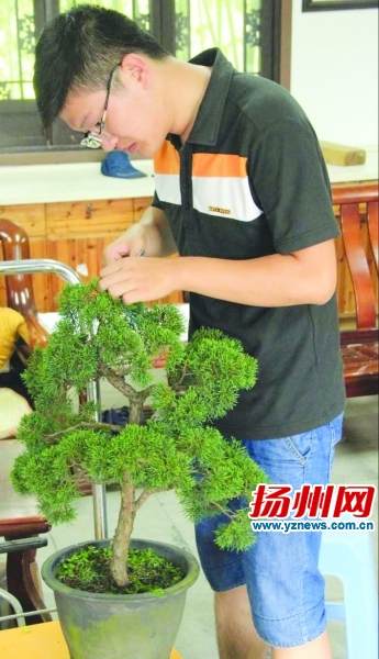eca86b67119d1732353c3b.jpg 扬州在校大学生成为扬派盆景继承人