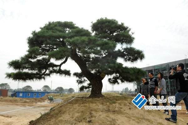 巨型黑松盆景现镇江