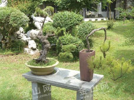 镇江八旬老职工向焦山公园捐献多年珍藏盆景