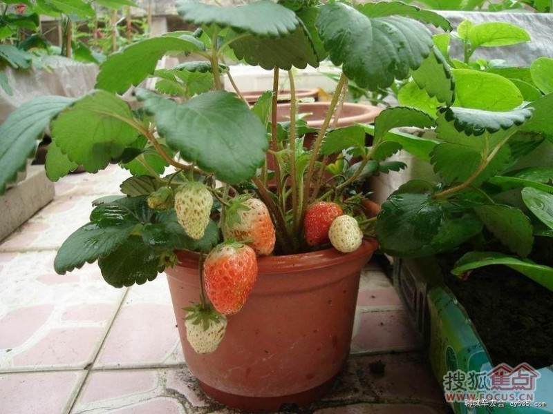 重庆日报 草莓盆景好吃又好卖