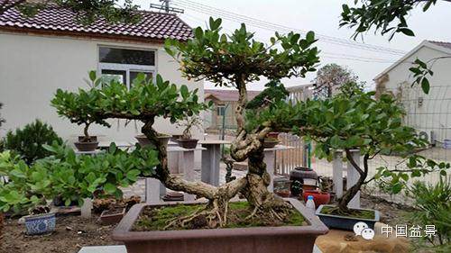 泰州三盆盆景获全国大奖