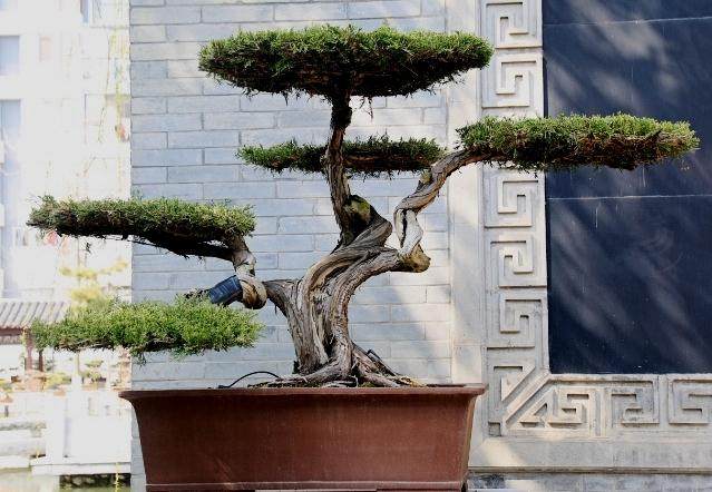 江苏泰州乡村规划莫成美丽盆景