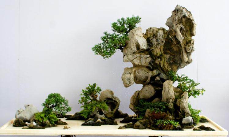 泰州盆景首获中国盆景界最高奖中华瑰宝奖