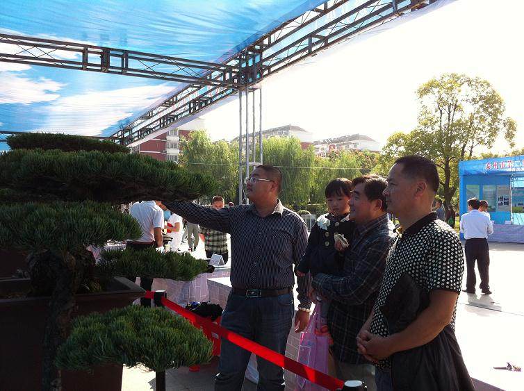 让泰州盆景走进千家万户