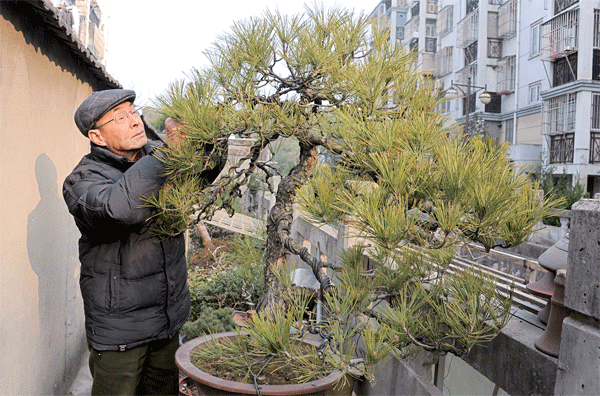 春节期间去雕花楼看泰州盆景展