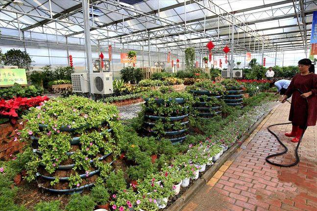 宿迁盆景夫妻从低端产业走向高雅行业