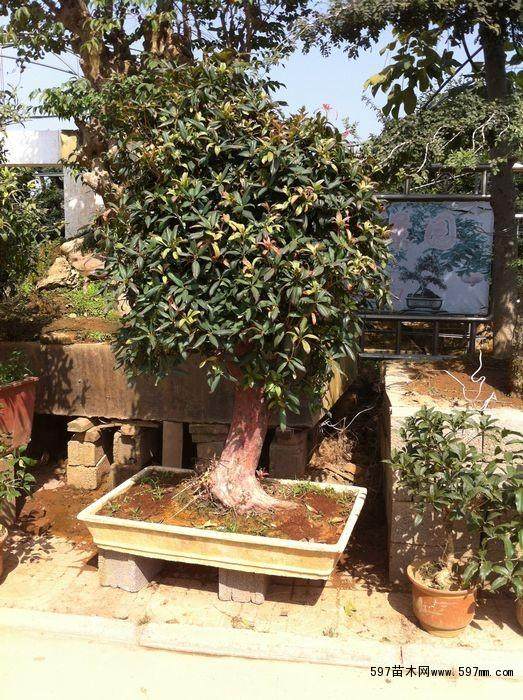 第二期中国盆景高级研修班在宿迁市沭阳县开班