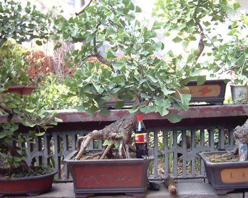 致力于盆景造型 江苏盆景博物馆落户如皋绿园