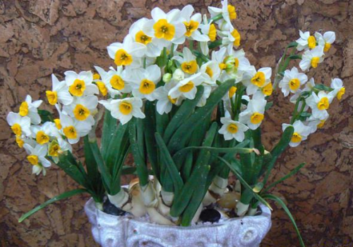 漳州水仙的3种盆景造型技艺简介