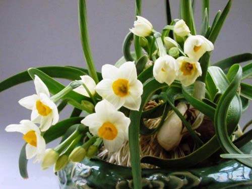 漳州水仙的3种盆景造型技艺简介