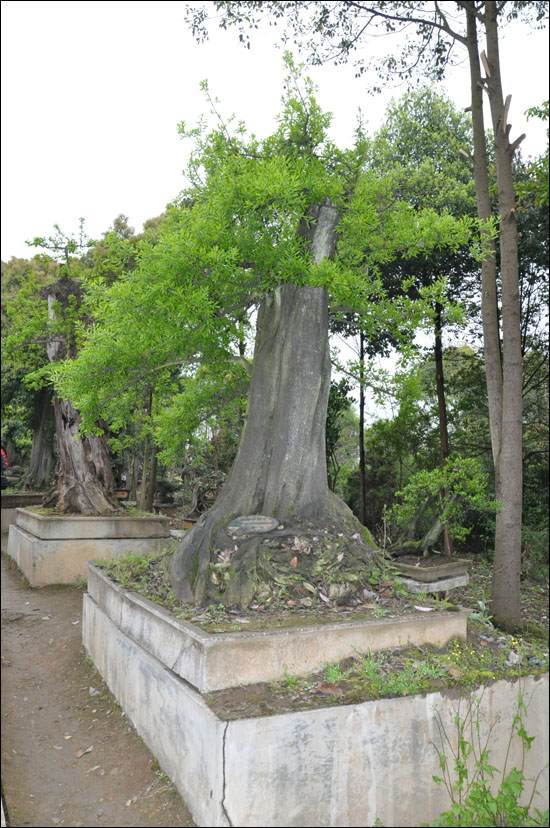 黄果树瀑布景区造型各异的盆景
