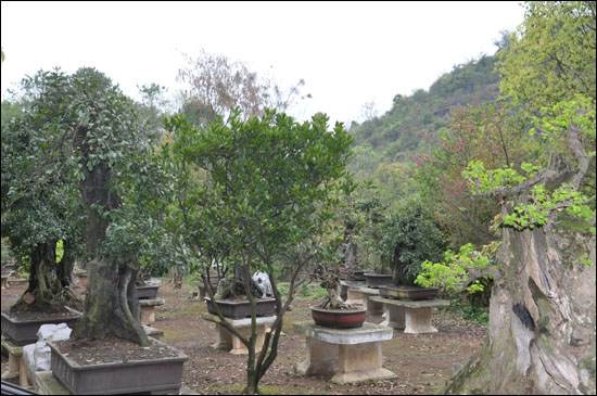 黄果树瀑布景区造型各异的盆景