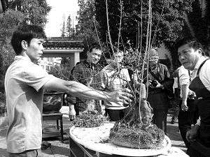 盆景艺术造型表演