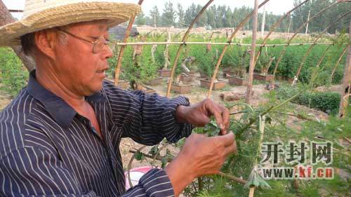 花农嫁接盆景造型 培育高档盆景菊