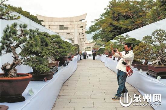 泉州第五届盆景展览落下帷幕