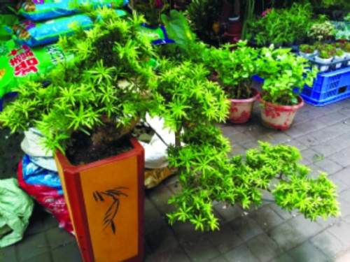 水培植物富贵竹寓意好易打理珍贵盆景黑骨香够精致拼造型