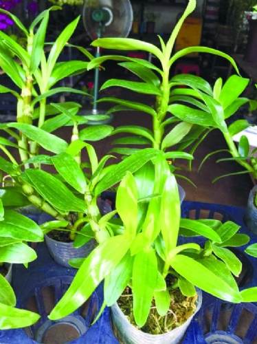 水培植物富贵竹寓意好易打理珍贵盆景黑骨香够精致拼造型