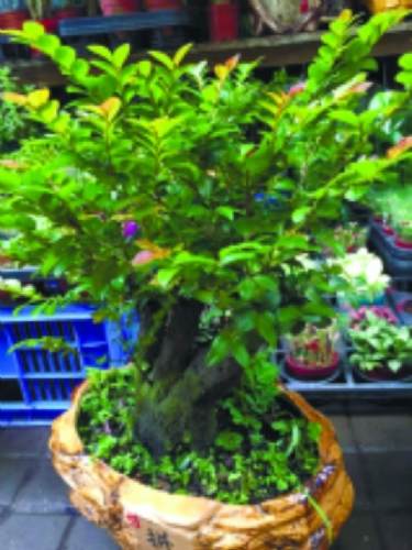 水培植物富贵竹寓意好易打理珍贵盆景黑骨香够精致拼造型