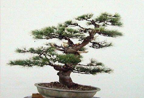 想给绿植做造型？本周五跟着盆景大师来学吧