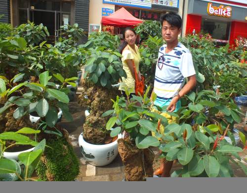 昆明宜良:树石盆景因质而异销售两重天 昆明宜良树石盆景因质而异销售两重天