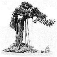 clip_image004图7—16 根穿石型 图7—16 根穿石型