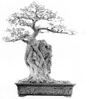 图7—15 根包石型 图7—15 根包石型