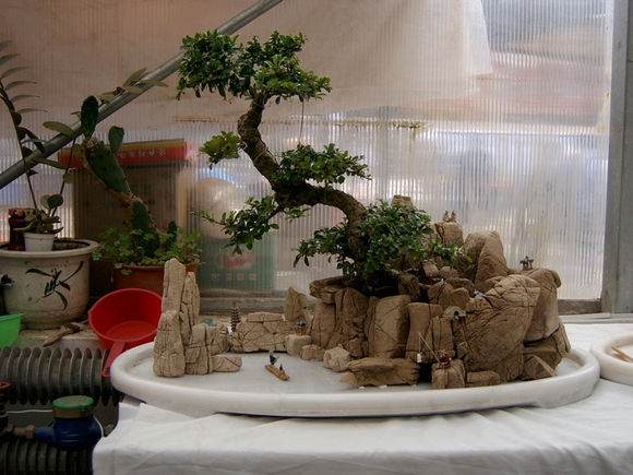 点击打开原图 图解 树石水旱盆景怎么制作的详细步骤