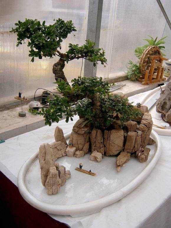 点击打开原图 图解 树石水旱盆景怎么制作的详细步骤