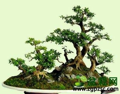 树石盆景