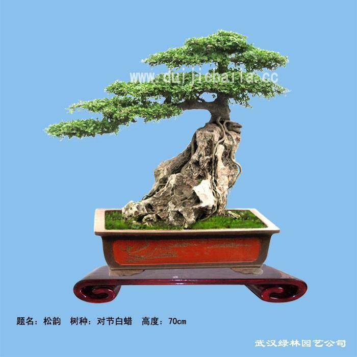 赏析树石盆景《唐曲·桃花潭吟