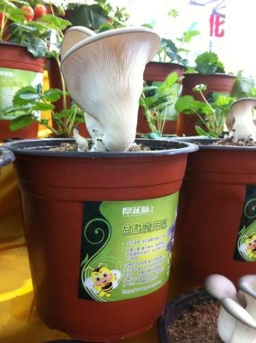 浙江食用菌盆景拓宽产业发展新思路