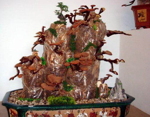浙江食用菌盆景生意好