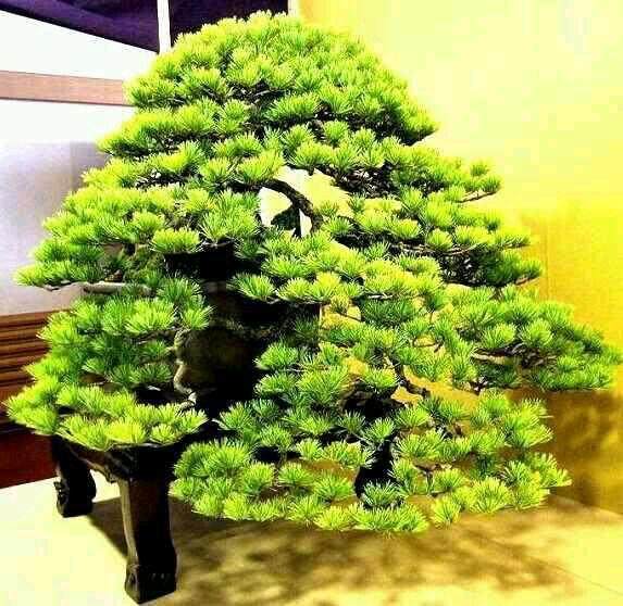 浙江盆景走在时代的前沿