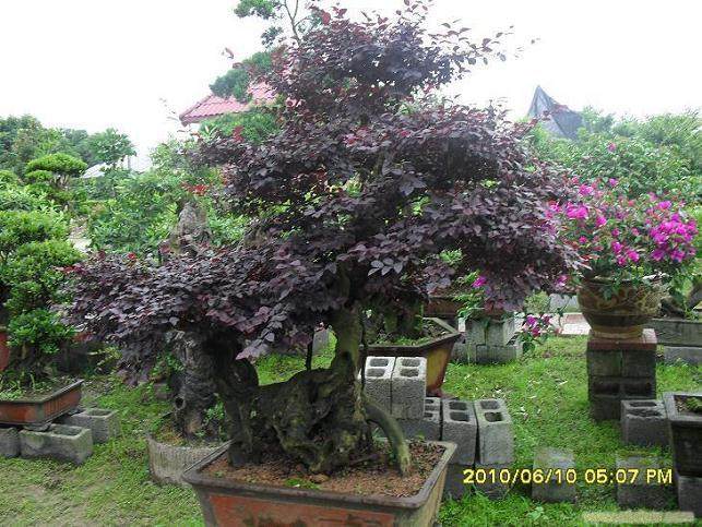 浙江杭州盆景出口迎来开门红