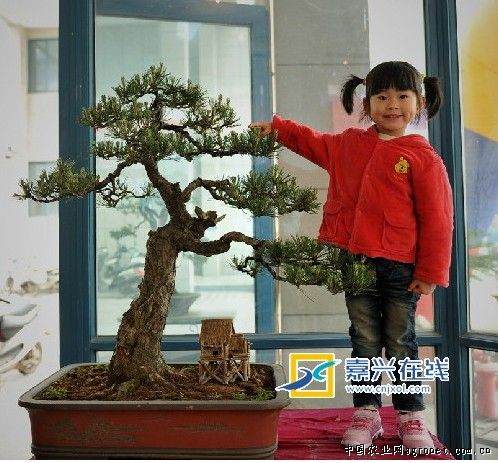 浙江乍浦第七届盆景展今天结束(图)