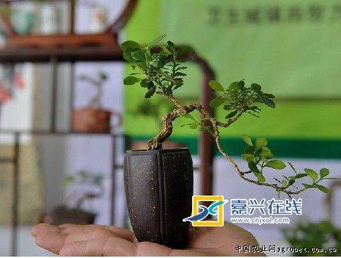 浙江乍浦第七届盆景展今天结束(图)