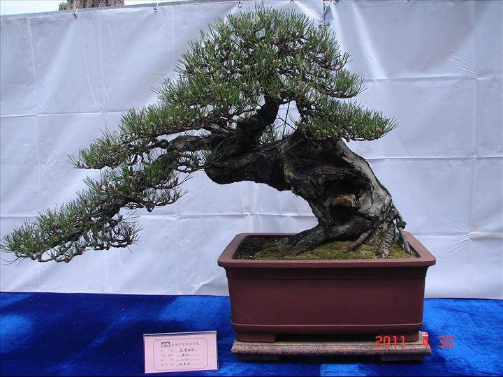 慈溪市的第一届盆景展超3200人